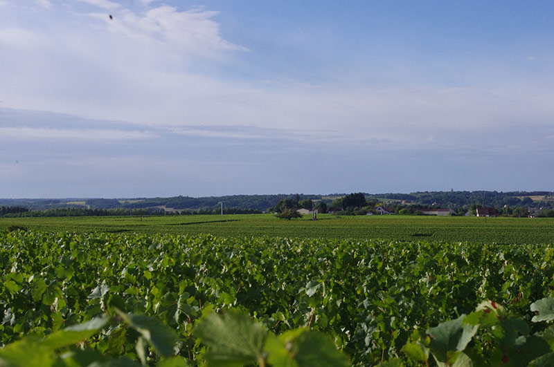 parcours dans les vignes loir et cher