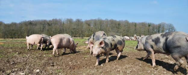 parcours ferme de gorgeat oiseaux des fermes