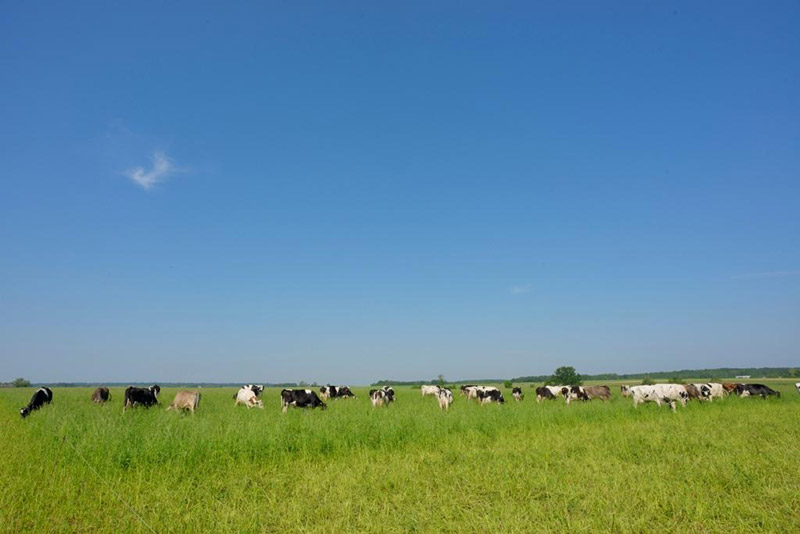 oiseaux de nos fermes parcours guilbardiere