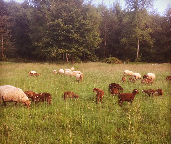 moutons chateau de villesavin - parcours ofv 41